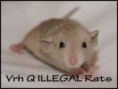 † Quincy ILLEGAL Rats (Q9)